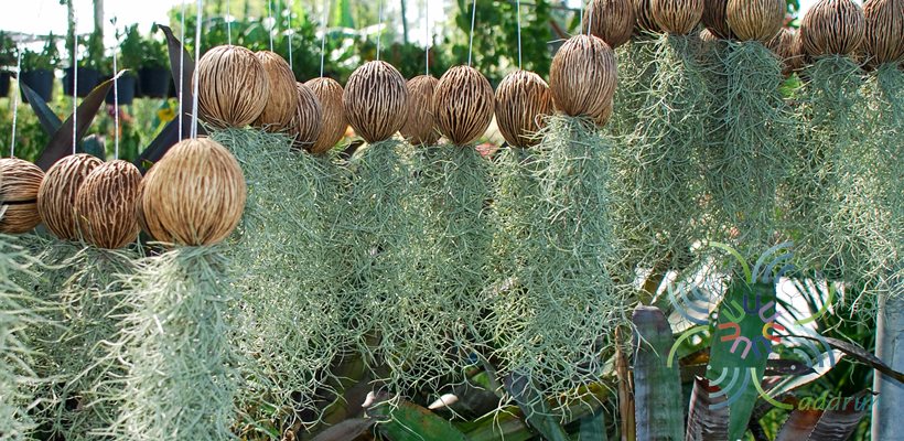 เคราฤๅษี Tillandsia usneoides (L.) L.
