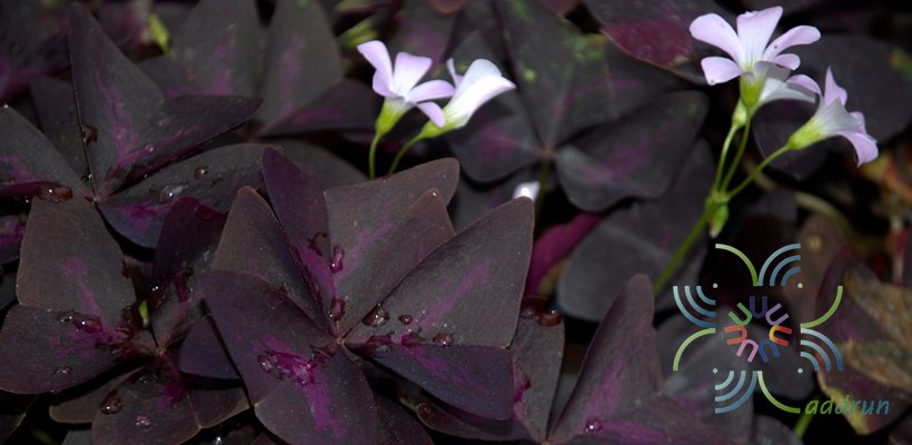 ผีเสื้อราตรี Oxalis triangularis A. St.-Hil.