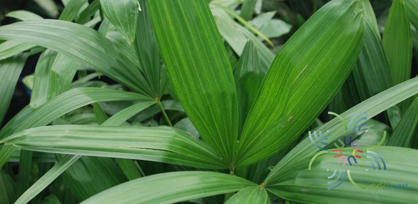จั๋ง Rhapis laosensis Becc.