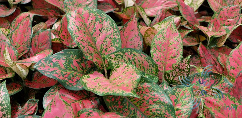 อโกลนีมา อัญมณีแดง Aglaonema sp. ‘Anyamanidaeng’