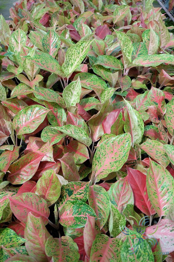 อโกลนีมา หลักทรัพย์ Aglaonema sp. ‘Laksap’