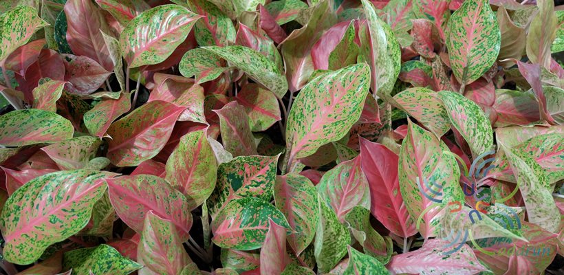 อโกลนีมา หลักทรัพย์ Aglaonema sp. ‘Laksap’