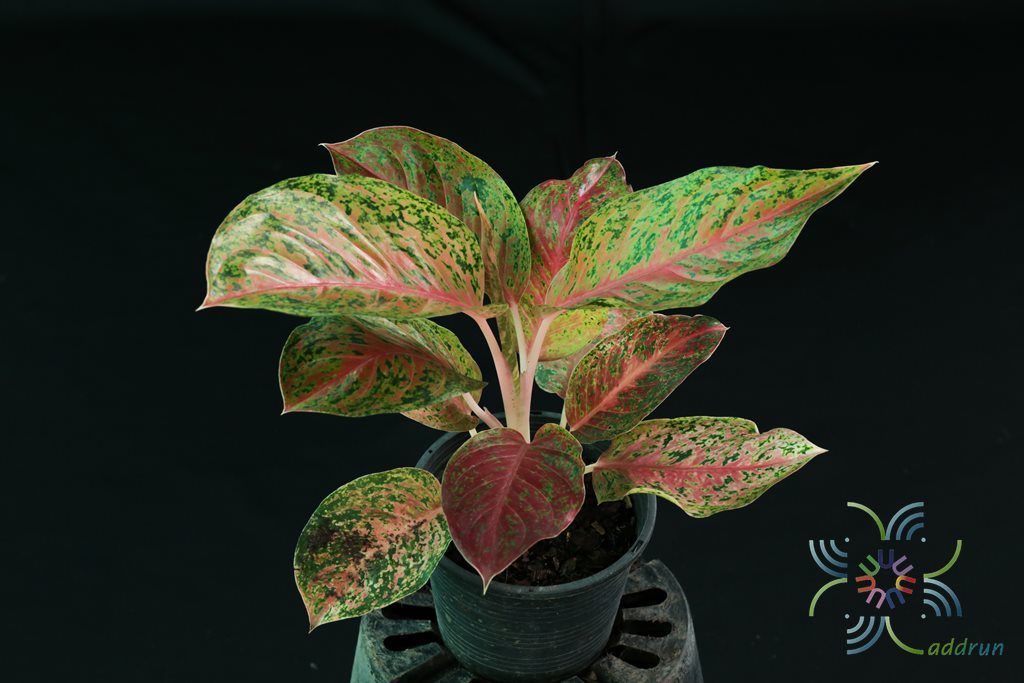 อโกลนีมา หลักทรัพย์ Aglaonema sp. ‘Laksap’