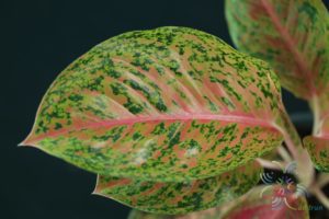 อโกลนีมา หลักทรัพย์ Aglaonema sp. ‘Laksap’