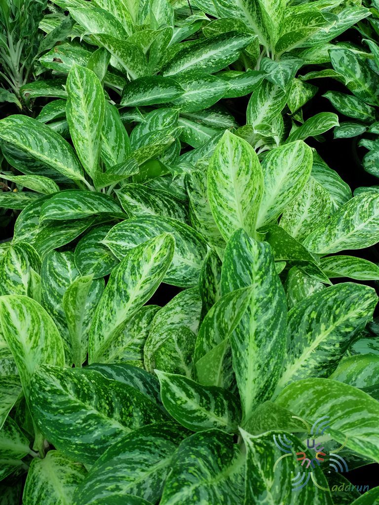 อโกลนีมา แสงรุ่งเรือง Aglaonema sp. ‘Saengrongrueang’