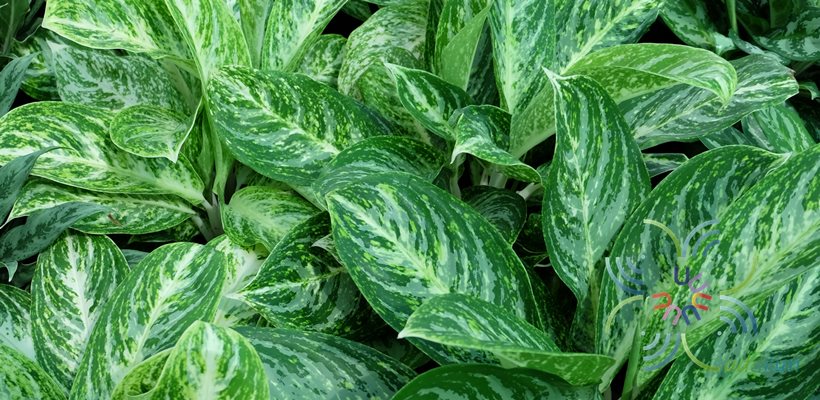 อโกลนีมา แสงรุ่งเรือง Aglaonema sp. ‘Saengrongrueang’
