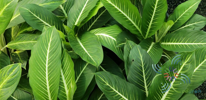 อโกลนีมา เสริมบารมี Aglaonema sp. ‘Soembarame’