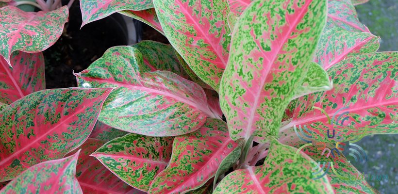 อโกลนีมา ศิริมงคล Aglaonema sp. ‘Sirimongkhon’