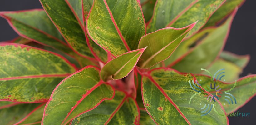 สยามออโรร่า Aglaonema sp. ‘Siam-Aurora’