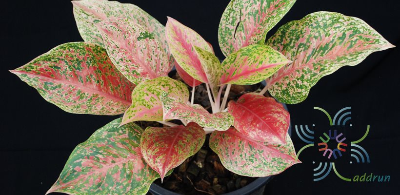 อโกลนีมา สมบัติสยาม Aglaonema sp. ‘Sombatsiam’