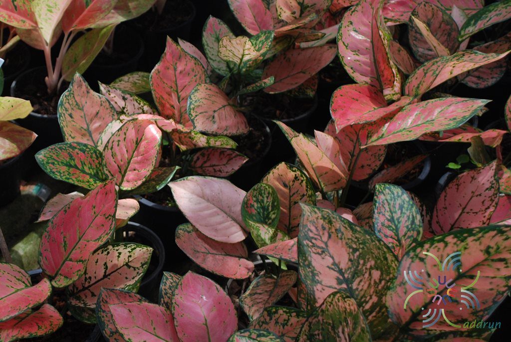 อโกลนีมา วาเลนไทน์ Aglaonema sp. ‘Walenthai’
