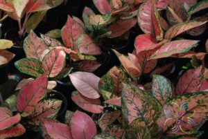 อโกลนีมา วาเลนไทน์ Aglaonema sp. ‘Walenthai’