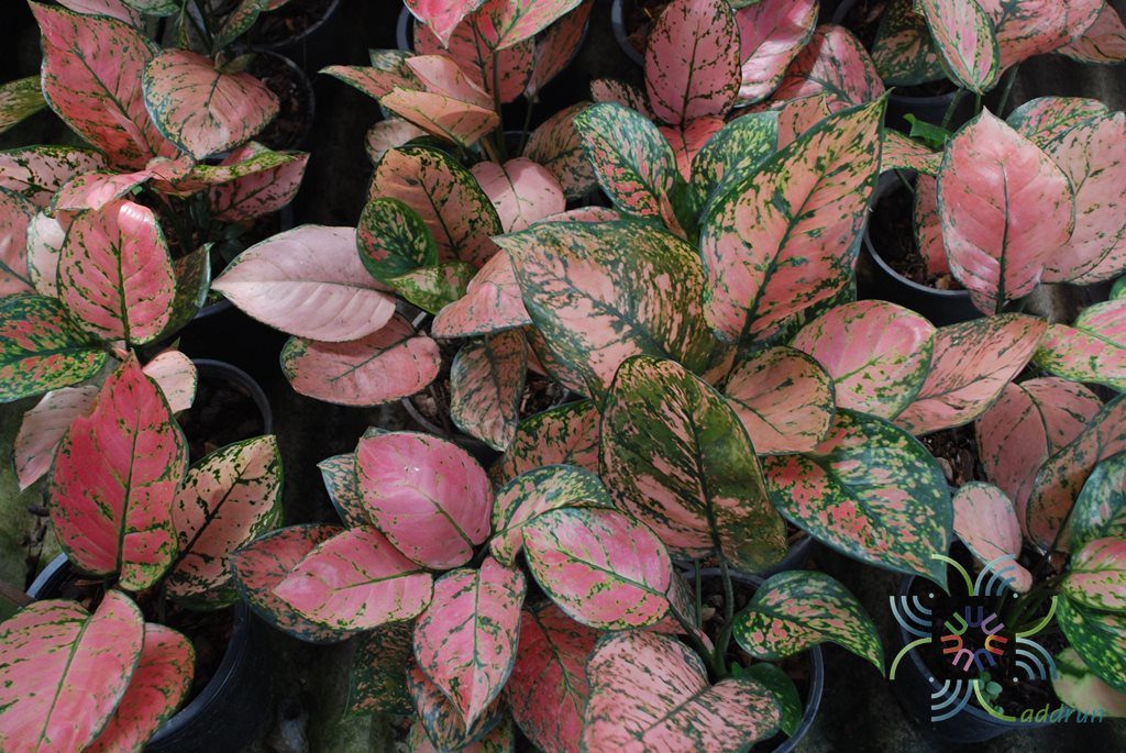 อโกลนีมา วาเลนไทน์ Aglaonema sp. ‘Walenthai’