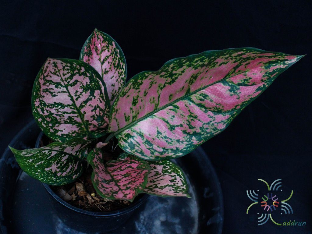อโกลนีมา วาเลนไทน์ Aglaonema sp. ‘Walenthai’