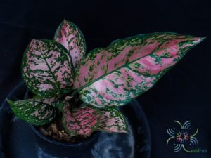 อโกลนีมา วาเลนไทน์ Aglaonema sp. ‘Walenthai’
