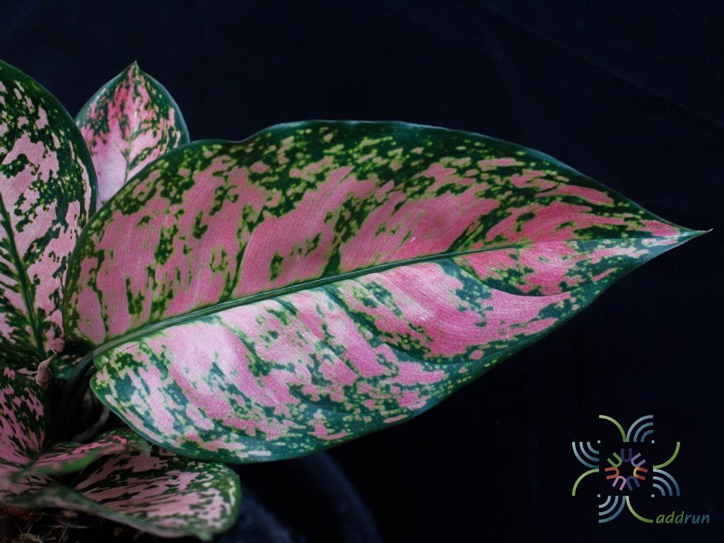 อโกลนีมา วาเลนไทน์ Aglaonema sp. ‘Walenthai’