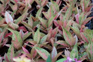 อโกลนีมา รวยล้นฟ้า Aglaonema sp. ‘Ruaylonfa’