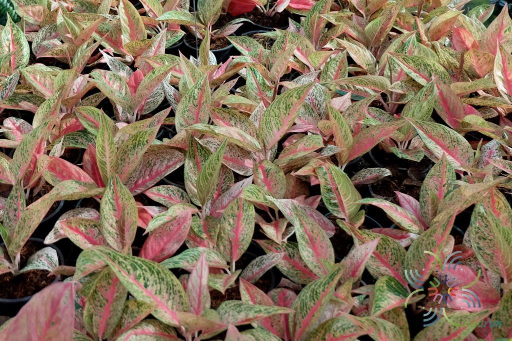 อโกลนีมา รวยล้นฟ้า Aglaonema sp. ‘Ruaylonfa’