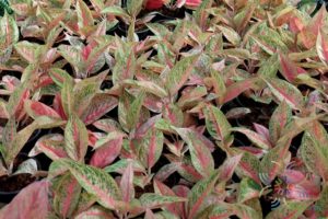 อโกลนีมา รวยล้นฟ้า Aglaonema sp. ‘Ruaylonfa’