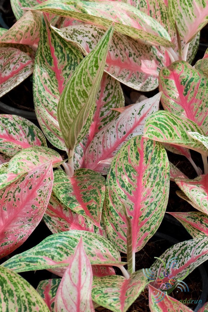 อโกลนีมา รวยล้นฟ้า Aglaonema sp. ‘Ruaylonfa’