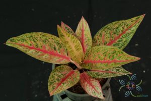 อโกลนีมา รวยล้นฟ้า Aglaonema sp. ‘Ruaylonfa’
