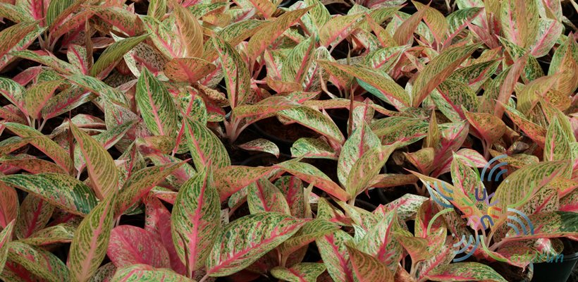 อโกลนีมา รวยล้นฟ้า Aglaonema sp. ‘Ruaylonfa’