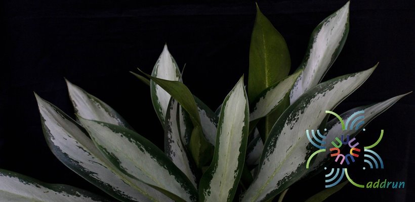 อโกลนีมา กวักเงิน Aglaonema sp. ‘Kwakngoen’