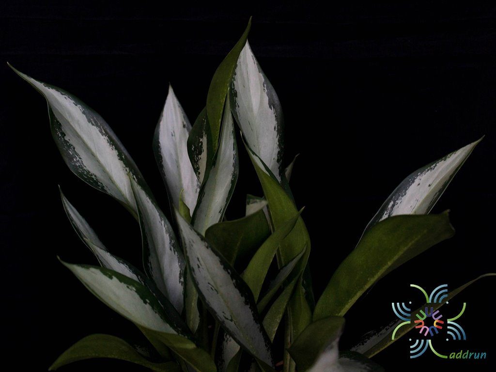 อโกลนีมา กวักเงิน Aglaonema sp. ‘Kwakngoen’