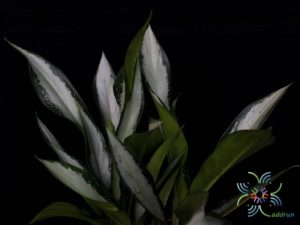 อโกลนีมา กวักเงิน Aglaonema sp. ‘Kwakngoen’