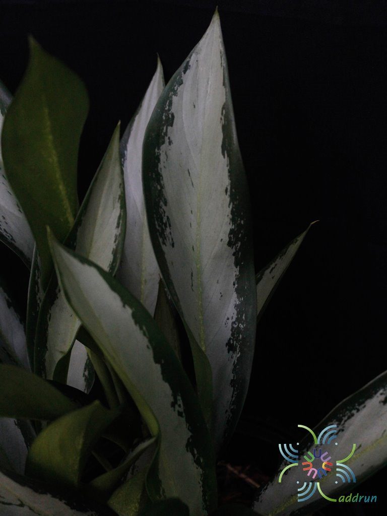 อโกลนีมา กวักเงิน Aglaonema sp. ‘Kwakngoen’