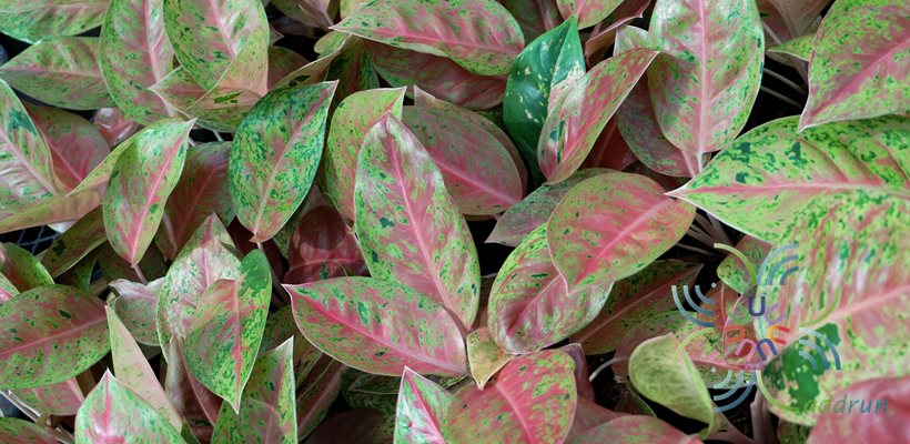 อโกลนีมา รวยรายวัน Aglaonema sp. ‘Ruayraywan’