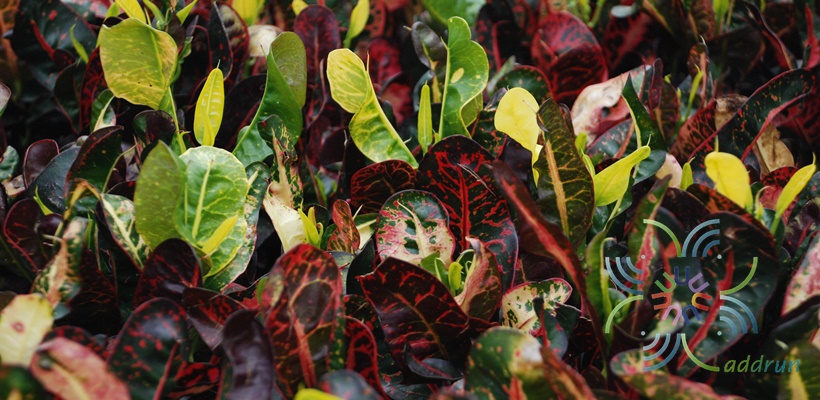 โกสนขุนช้างกินเลี้ยง Codiaeum variegatum (L.) Rumph. ex A.Juss.