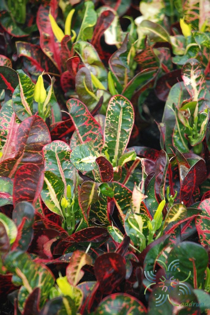 โกสนขุนช้างกินเลี้ยง Codiaeum variegatum (L.) Rumph. ex A.Juss.