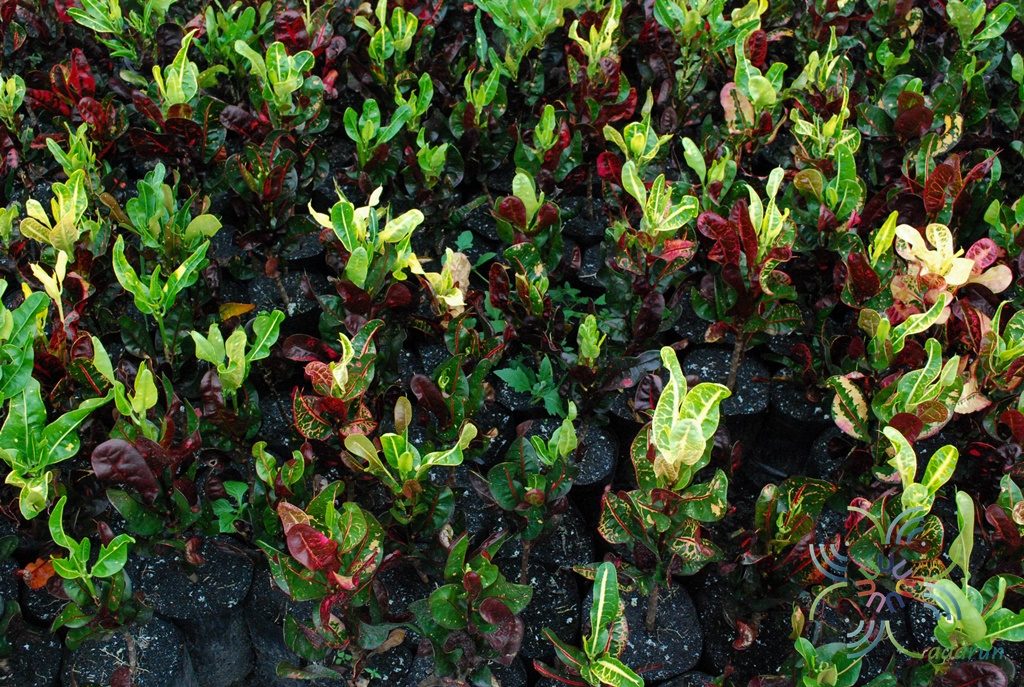 โกสนขุนช้างกินเลี้ยง Codiaeum variegatum (L.) Rumph. ex A.Juss.