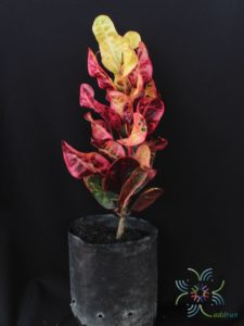 โกสนขุนช้างกินเลี้ยง Codiaeum variegatum (L.) Rumph. ex A.Juss.