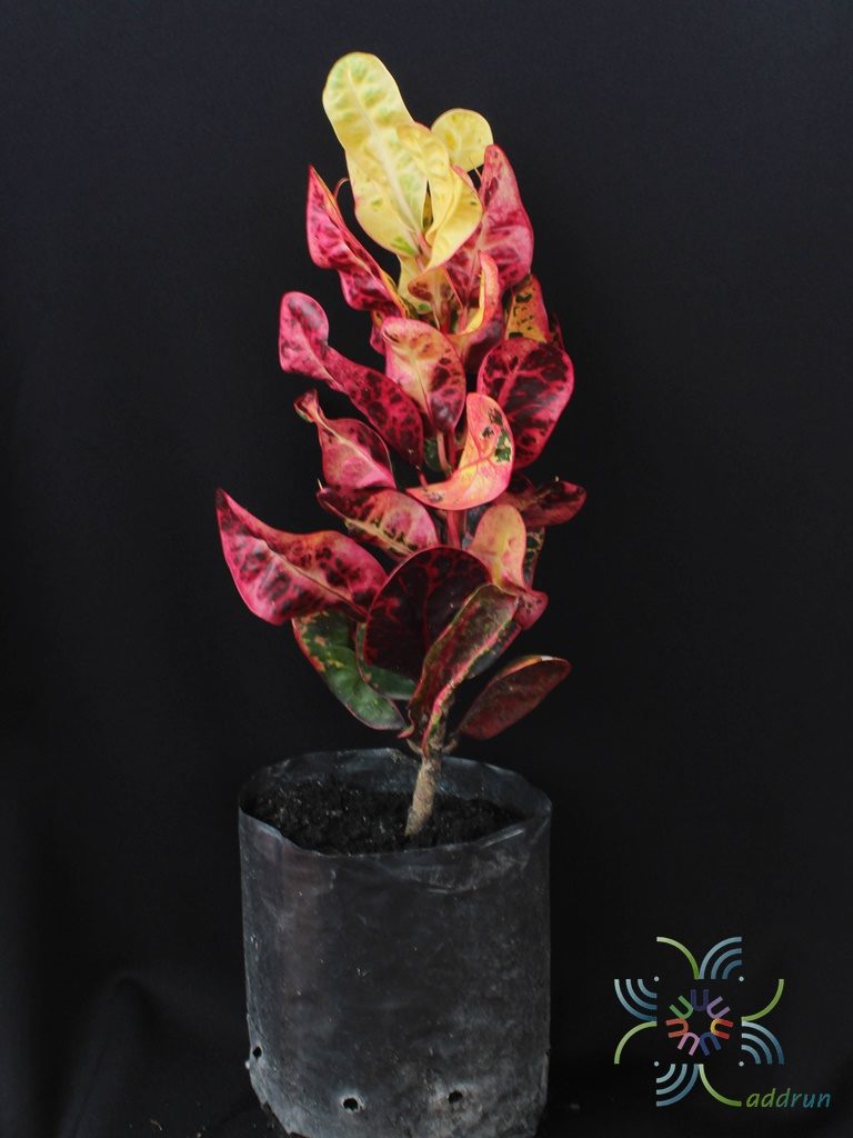 โกสนขุนช้างกินเลี้ยง Codiaeum variegatum (L.) Rumph. ex A.Juss.