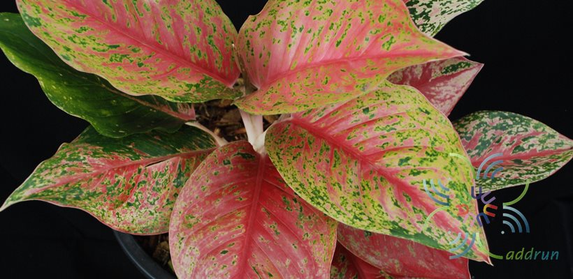 อโกลนีมา รวยรับทรัพย์ Aglaonema sp. ‘Ruayrapsap’