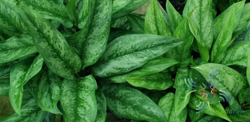 อโกลนีมา รวยทรัพย์ Aglaonema sp. ‘Rapsap’