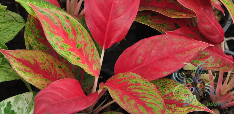 อโกลนีมา รวยเงินล้าน Aglaonema sp. ‘Ruayngoenlan’