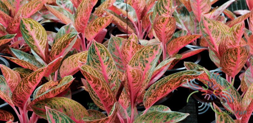 อโกลนีมา รวยเงินรวยทอง Aglaonema sp. ‘Ruayngoenruaythong’