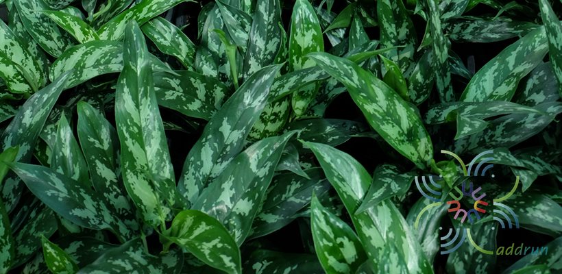 อโกลนีมา มหาเศรษฐี Aglaonema sp. ‘Mahasetthi’