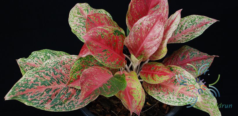 อโกลนีมา มหารวย Aglaonema sp. ‘Maharuay’