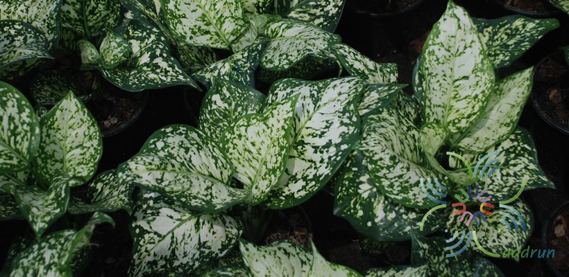 อโกลนีมา เพชรน้ำหนึ่ง Aglaonema sp. ‘Phetnamnueng’