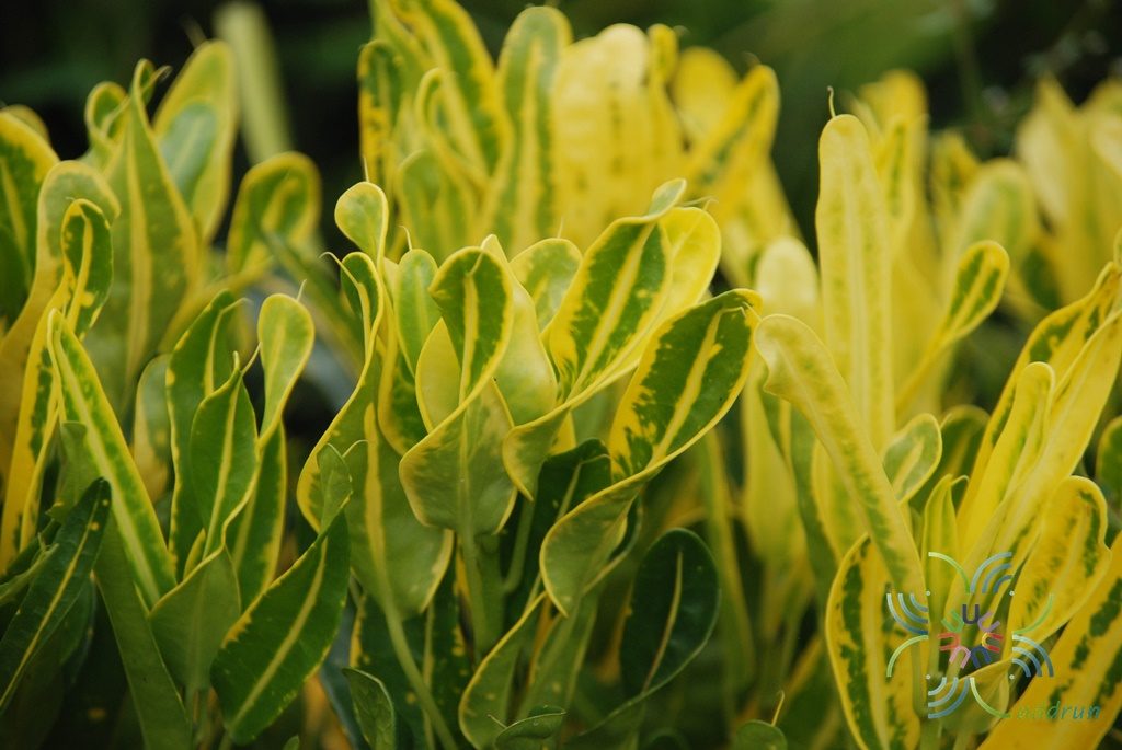 โกสนช้างขบด Codiaeum variegatum (L.) Rumph. ex A.Juss.