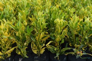 โกสนช้างขบด Codiaeum variegatum (L.) Rumph. ex A.Juss.