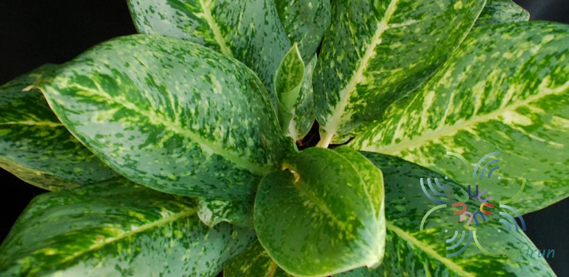 อโกลนีมา ทองนพคุณ Aglaonema sp. ‘Thongnoppakhun’