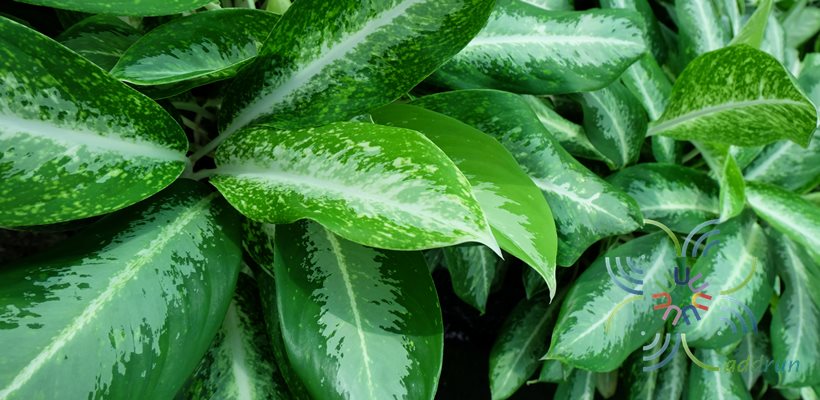 อโกลนีมา บัลลังค์เงิน Aglaonema sp. ‘Banlangngoen’