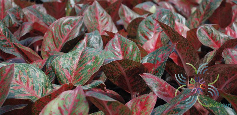 อโกลนีมา ทรัพย์มงคล Aglaonema sp. ‘Sapmongkon’