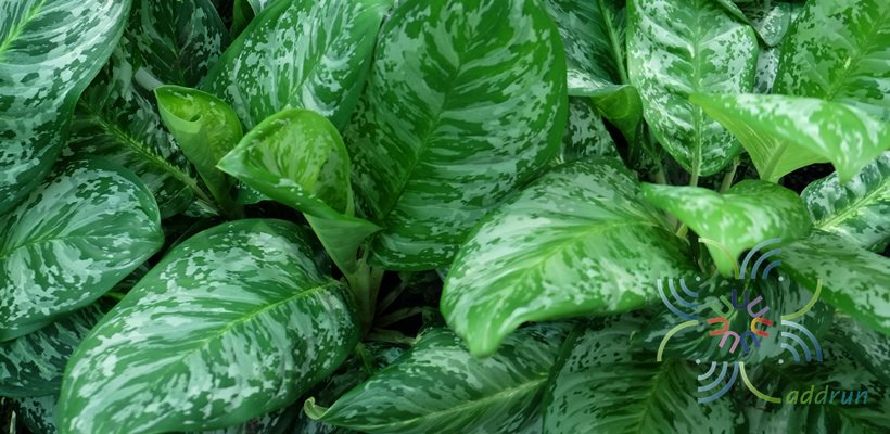 อโกลนีมา เสริมทรัพย์ Aglaonema sp. ‘Soemsap’