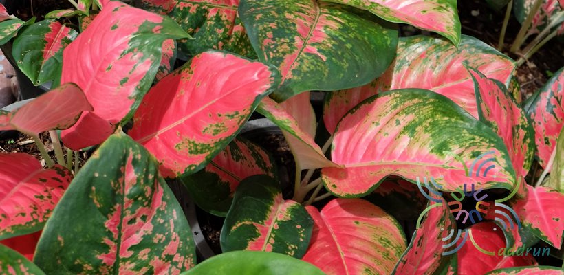 อโกลนีมา ช้างแดง Aglaonema sp. ‘Changdaeng’